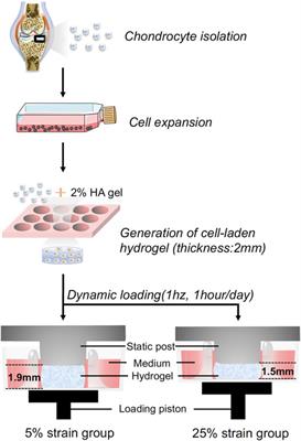 Urolithin A Protects Chondrocytes From Mechanical Overloading-Induced Injuries